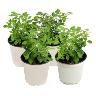 4 in. Rise and Shine Mini Roses with Yellow Flowers (3-Pack) | The Home Depot