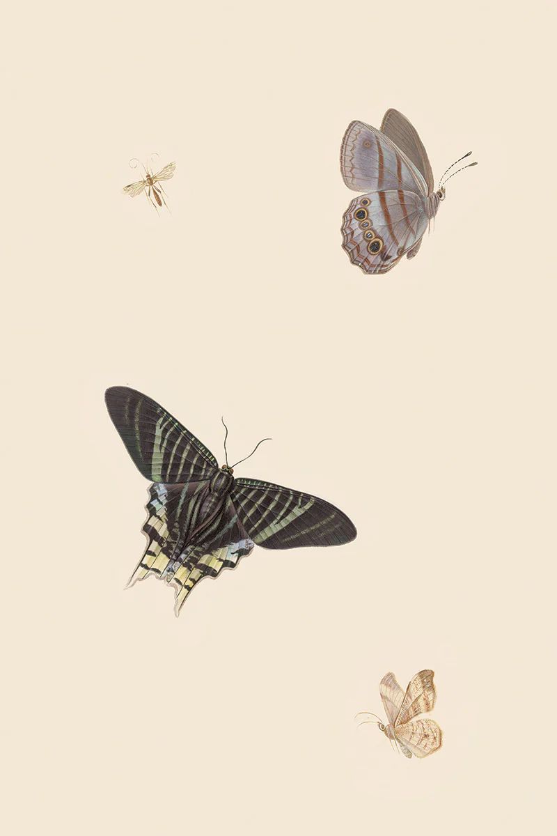 Butterflies I | Juniper Print Shop