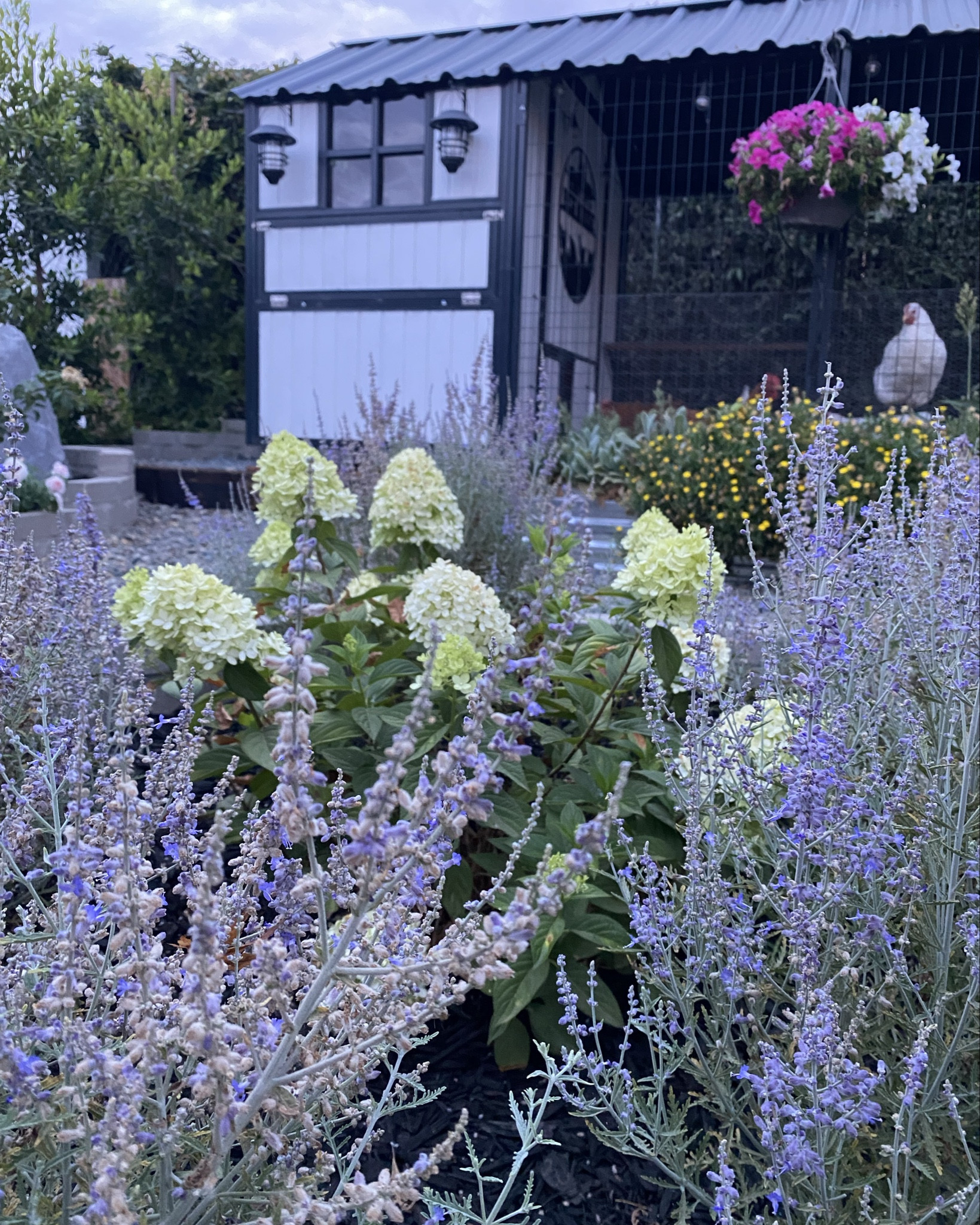 My favorite paring. Limelight hydrangea & denim and lace Russian sage💜💚