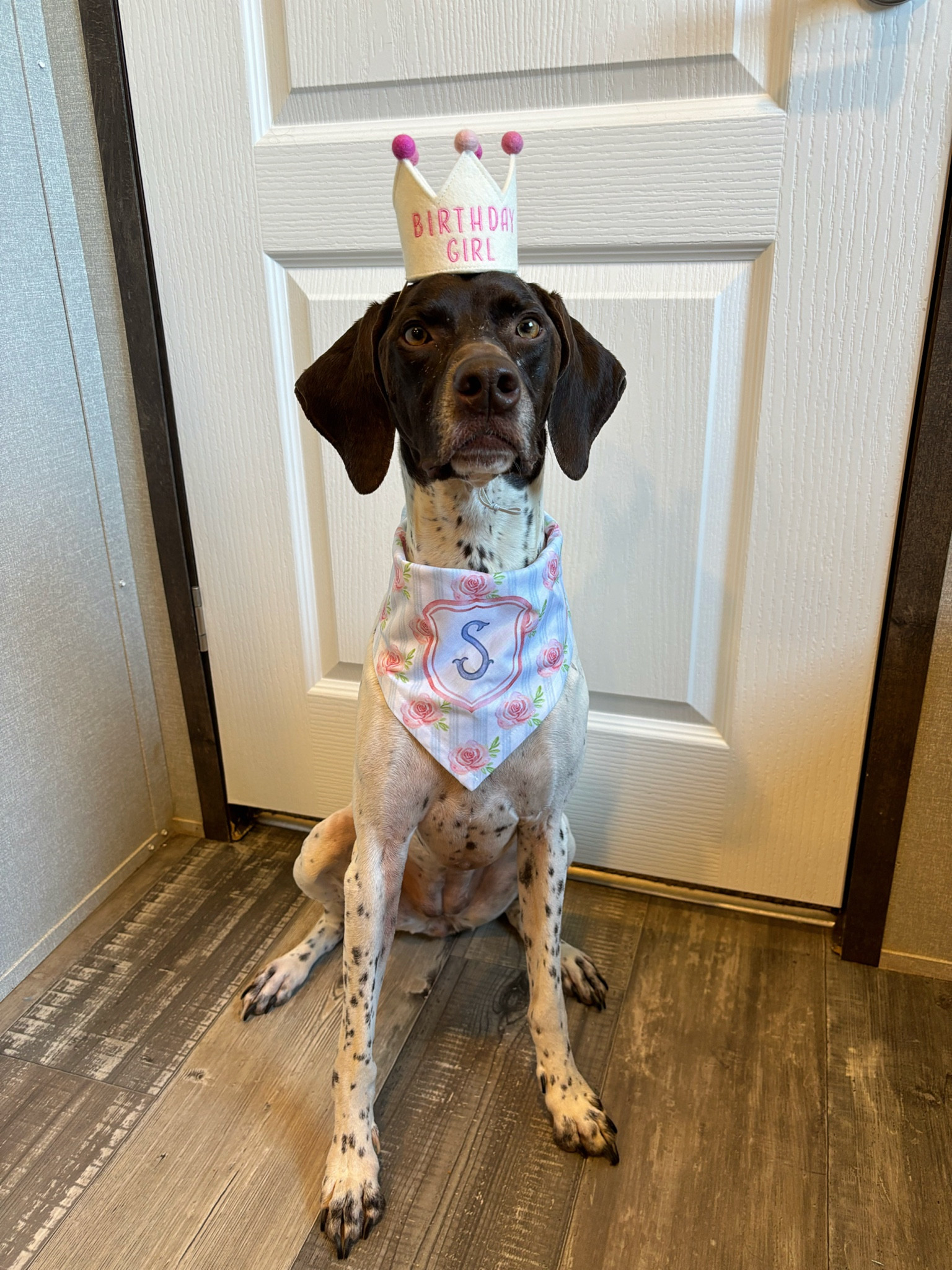 girl dog birthday outfit!!💗