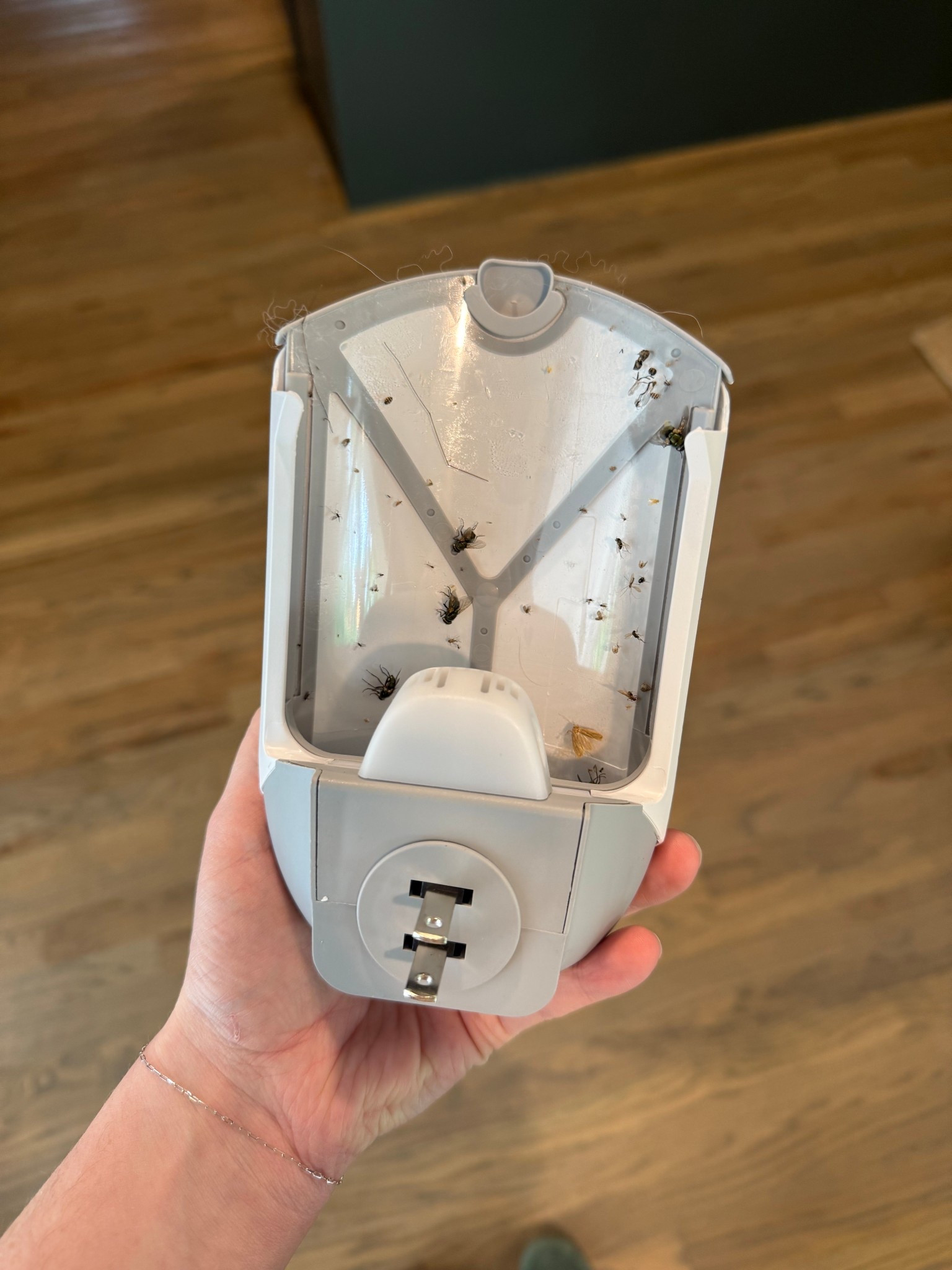 ZEVO indoor fly catcher! We have multiple around our home and love them 

#LTKSeasonal #LTKSummerEdit #LTKHome