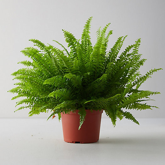 Boston Fern | Terrain