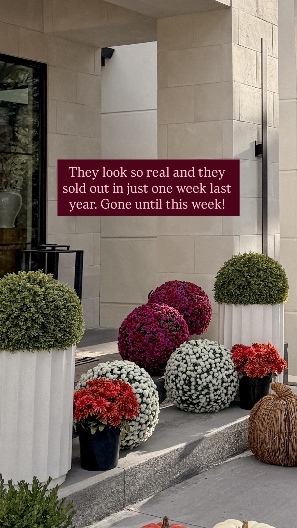 The faux mums sell out ever year but they are back for the season and I’m so excited! They look so real and I love that there is no upkeep.

#LTKSeasonal #LTKHome #LTKStyleTip