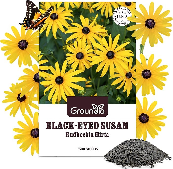 Black Eyed Susan Seeds, 7500+ Perennial Flower Seed to Plant Indoor & Outdoor, Attract Pollinator... | Amazon (US)