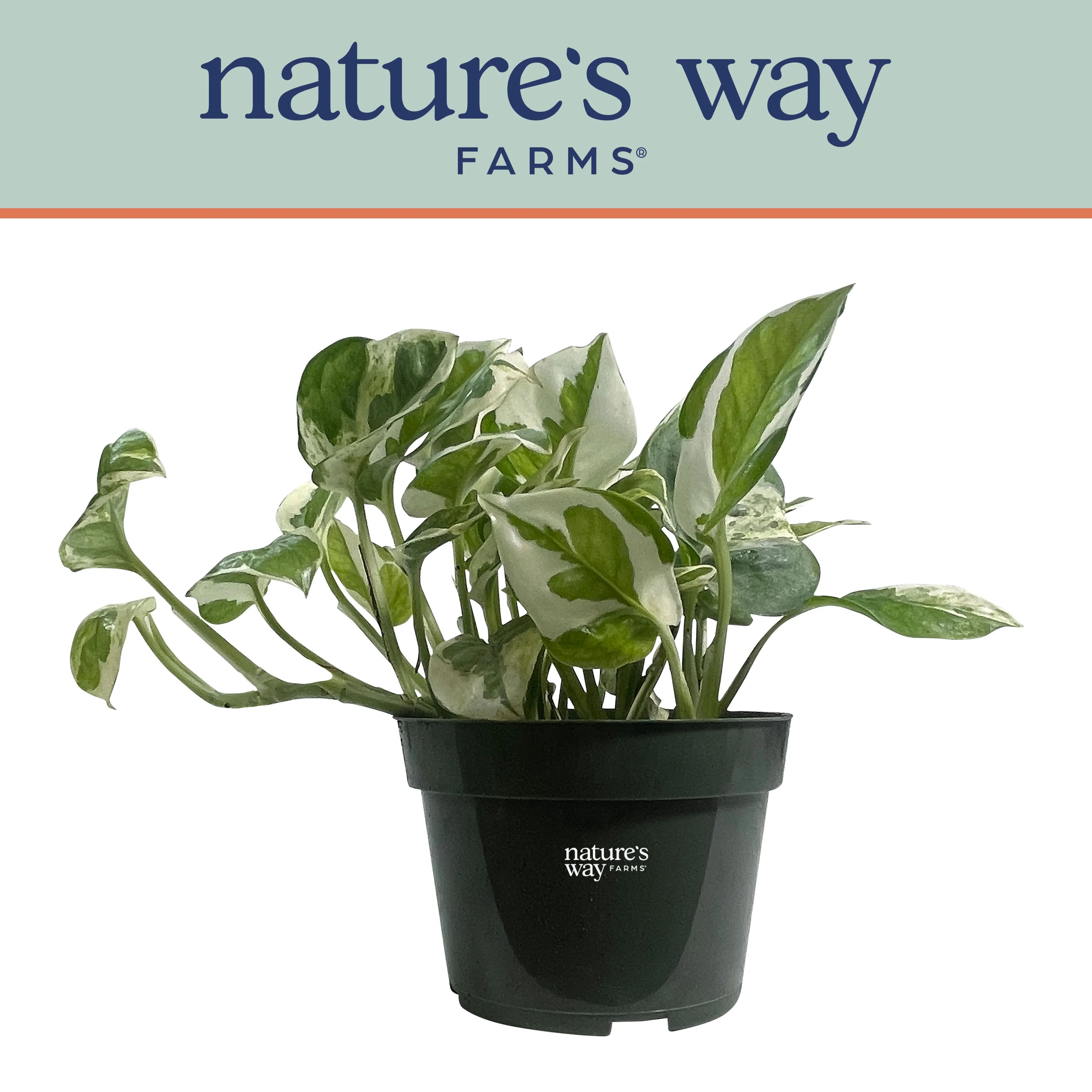 Nature's Way Farms Pothos NJoy Live Plant (7-11 inches tall) in 4in growers pot | Walmart (US)