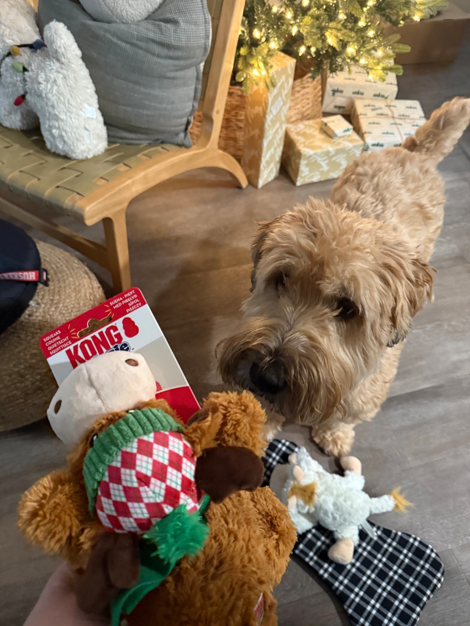 Winsten's favorite toys!  

Kong dog toys!

