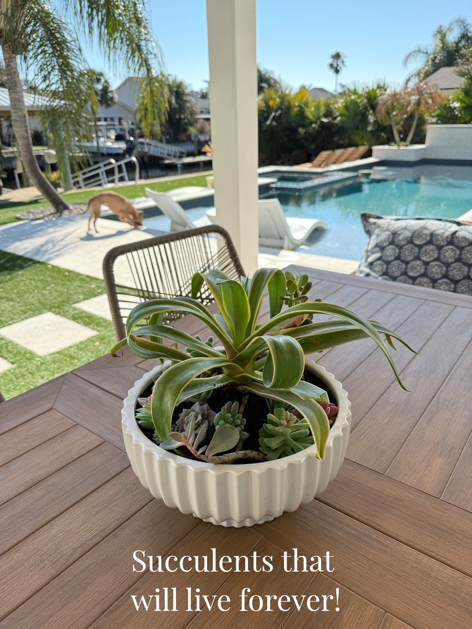 Faux succulents that look real! Planter spring outdoor decor 

#LTKHome #LTKSaleAlert #LTKSeasonal