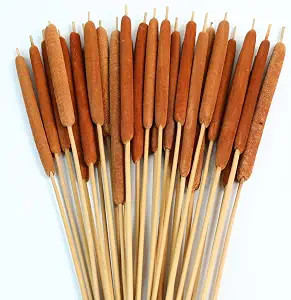 Natural Dried Cattail Flowers, 30 PCS Assorted Cattails for DIY Rustic Floral Arrangements and Ho... | Amazon (US)
