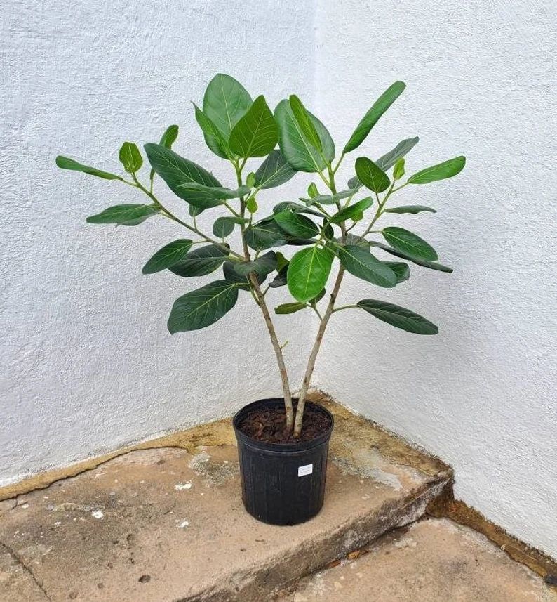 Large Ficus Audrey Ficus Audrey 'standard' Tree Live - Etsy | Etsy (US)