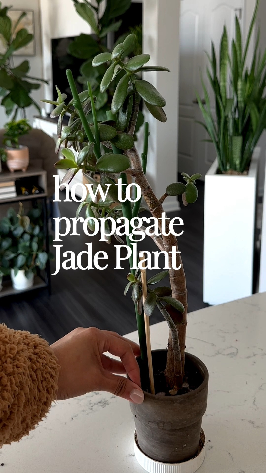 Turning one jade plant into many. Let the cuttings callous for 24 hours, then place in water to start rooting. 

#LTKSpringSale #LTKstorytime #LTKHome