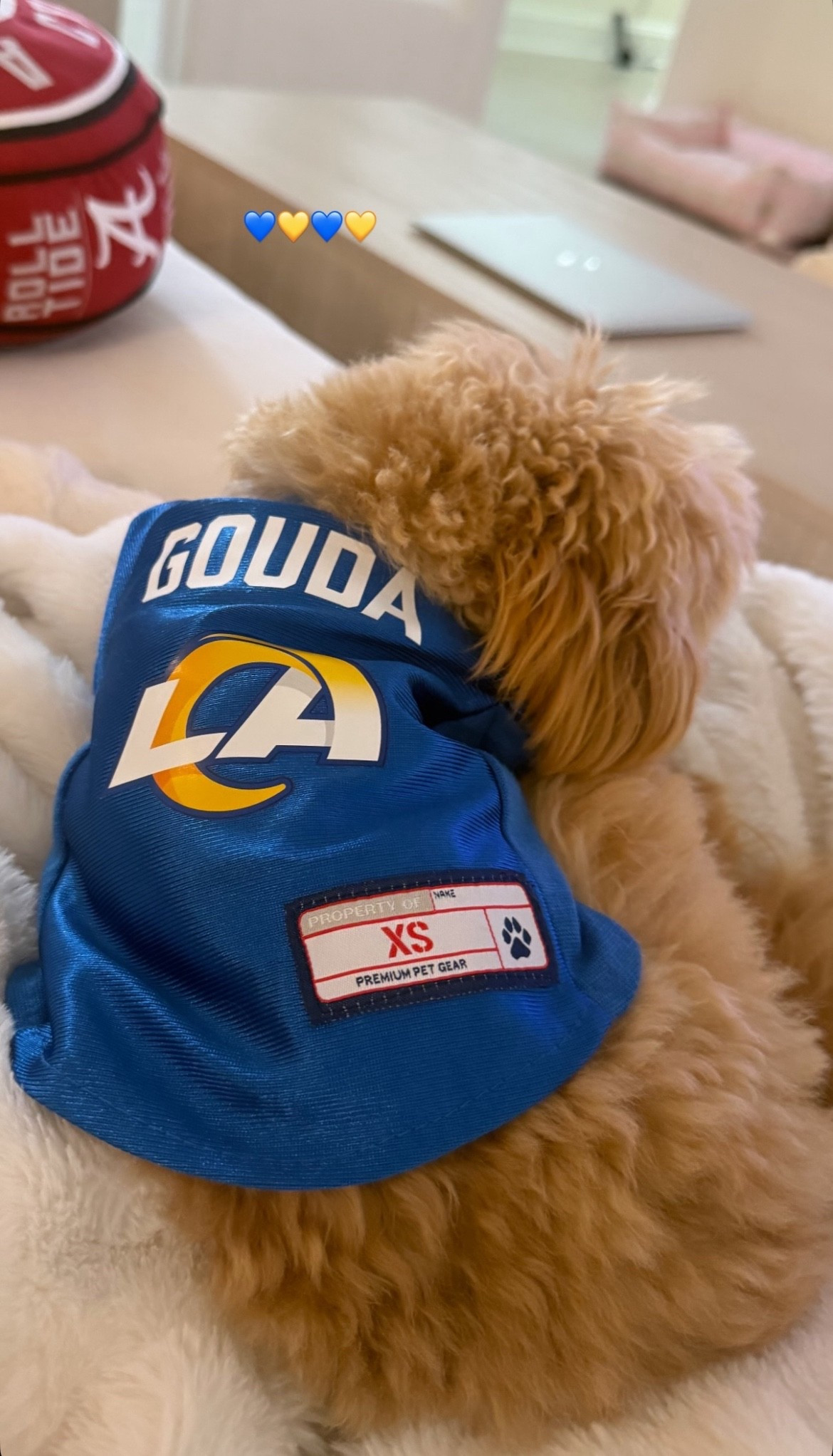 Personalized NFL team jersey for pets! 🏈🐾😍

#LTKStyleTip #LTKPets #LTKFindsUnder50