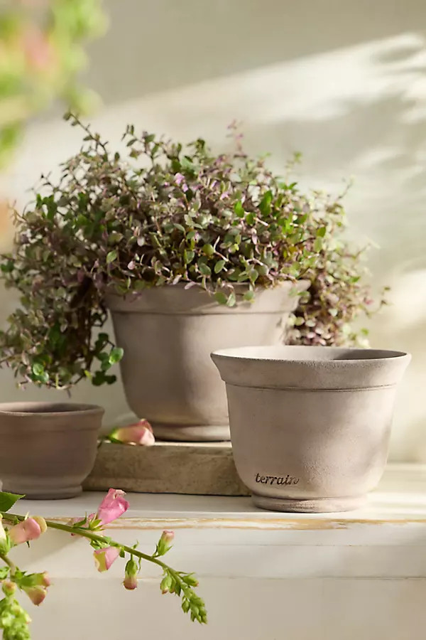 Grey Taper Galestro Pot | Anthropologie (US)