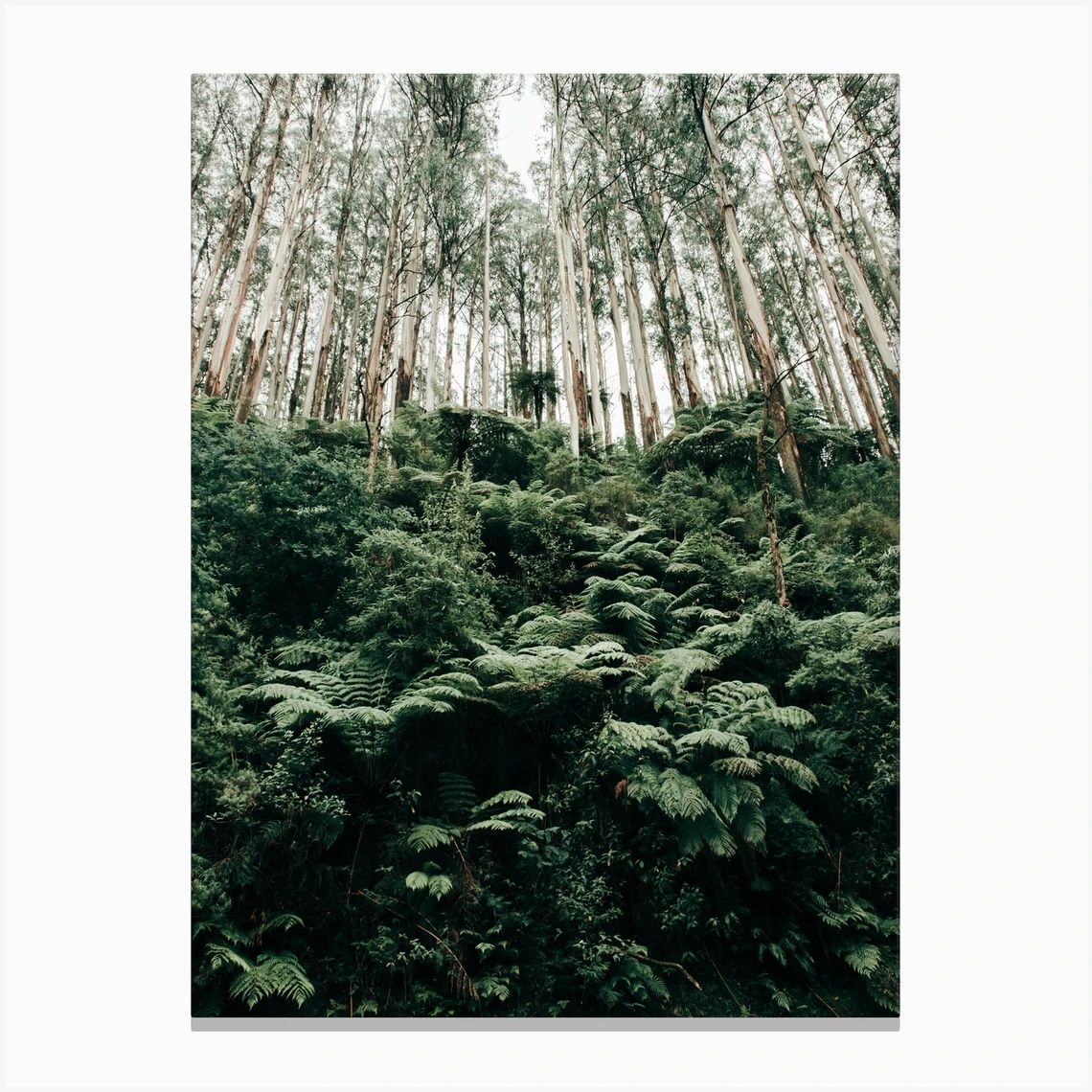 Trees Reaching For The Sky Canvas Print | Fy! (UK)