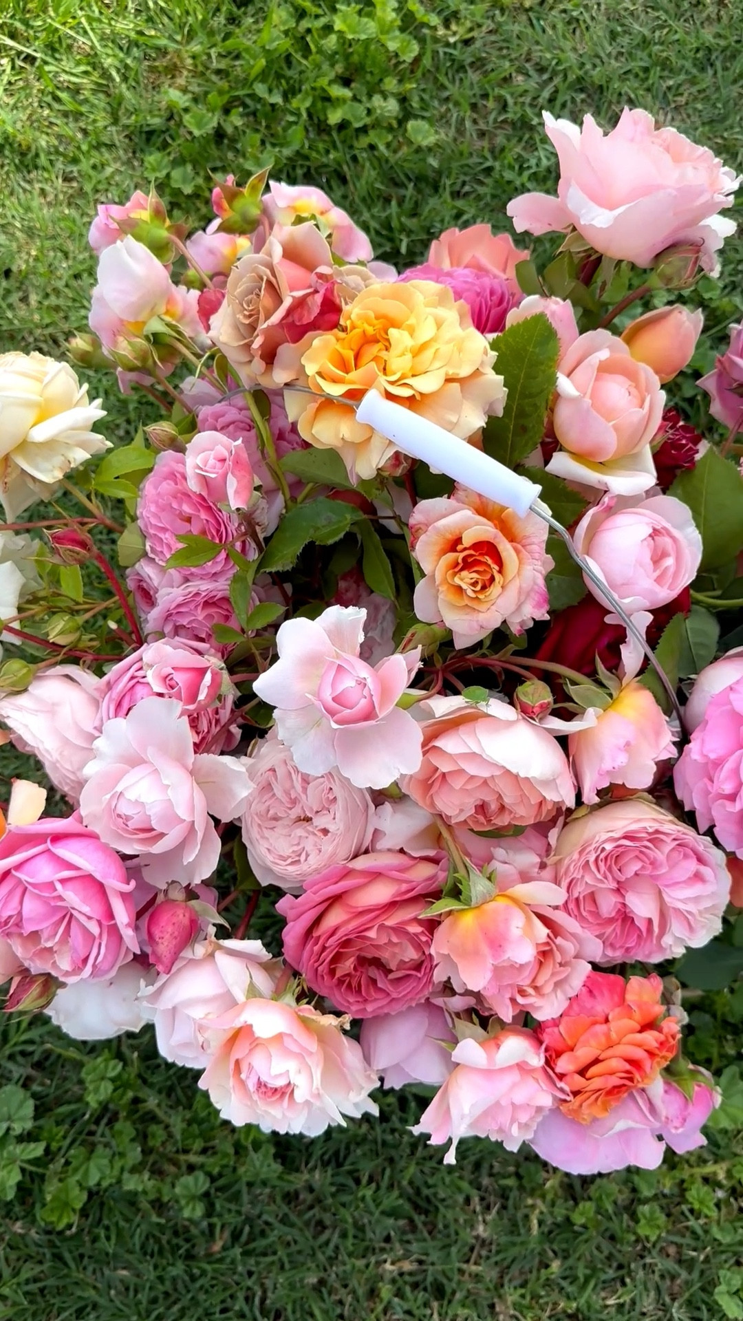 Bucket of beautiful garden roses that we cut at our flower farm today for a bridal shower!! 


#LTKHome #LTKSeasonal #LTKWedding