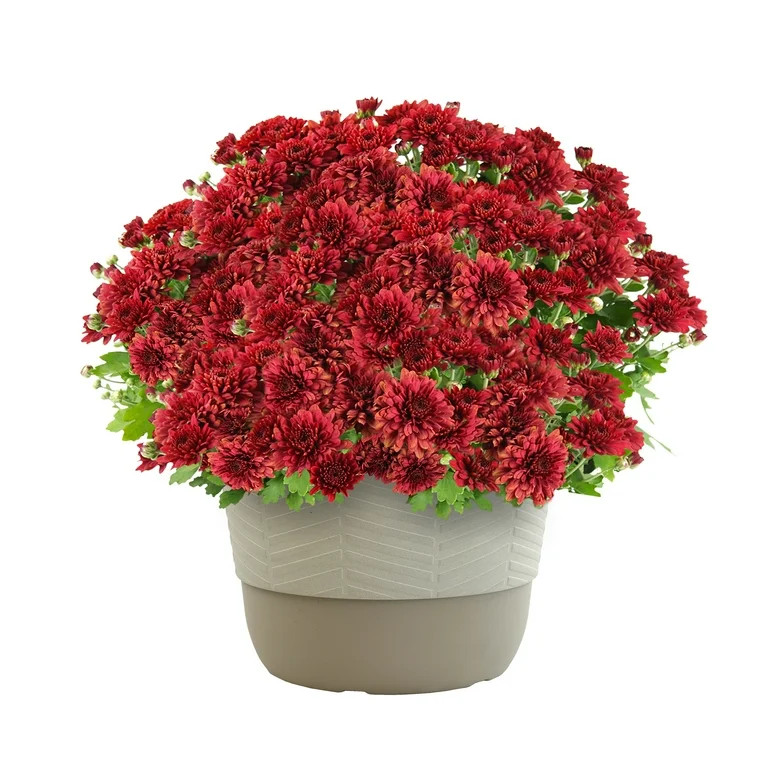 Better Homes & Gardens | Walmart (US)