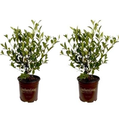 Southern Living Plant Collection  2-Pack White Jubilation Gardenia Flowering Shrub in 2.5-Quart ... | Lowe's