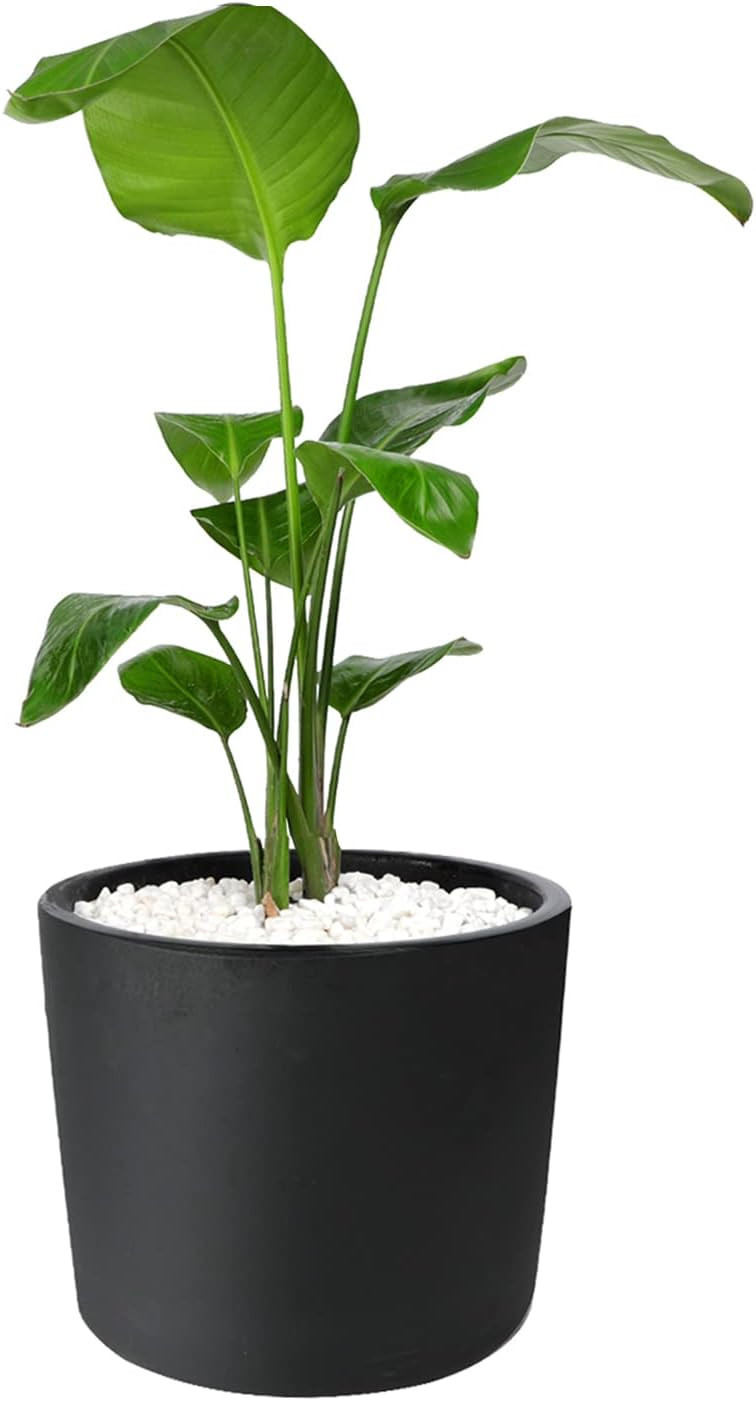 Mozing Large Ceramic Plant Pots Indoor - 12 inch Thicken Garden Planter Pot - Modern Big Flower Pot  | Amazon (US)