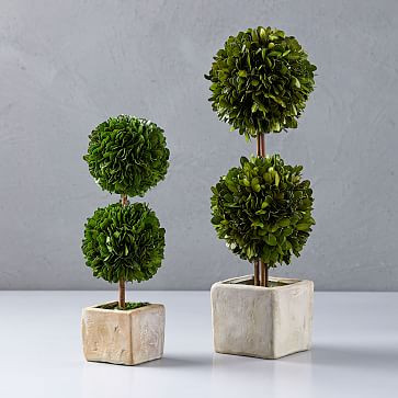 Boxwood Double Topiaries | West Elm (US)