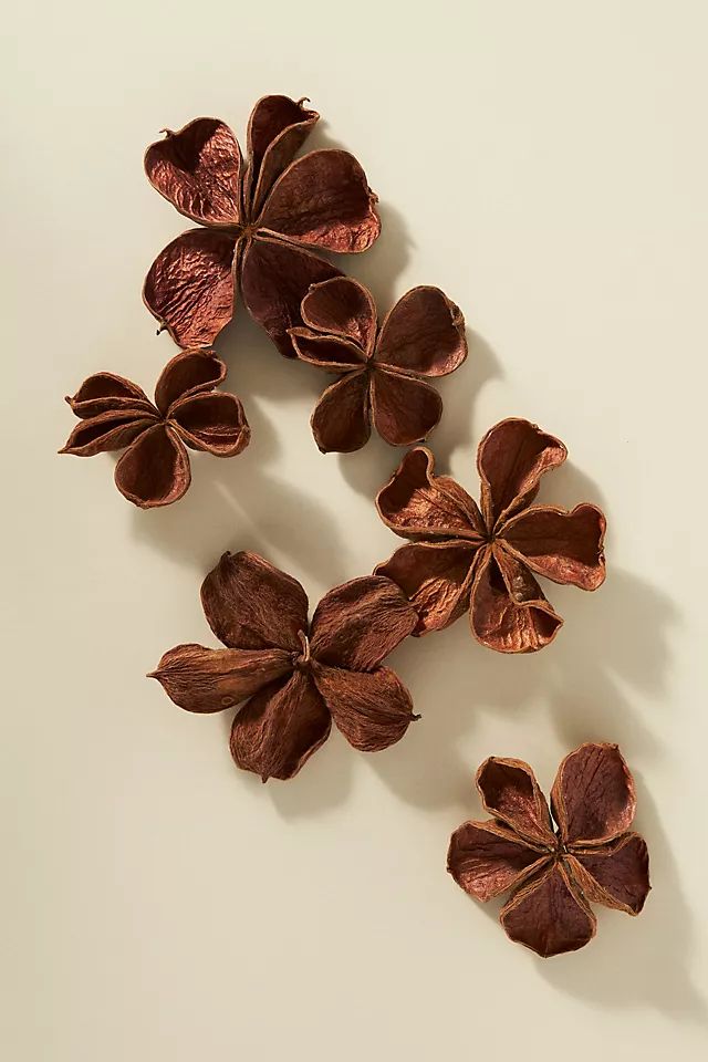 Dried Land Lotus Pod | Anthropologie (US)