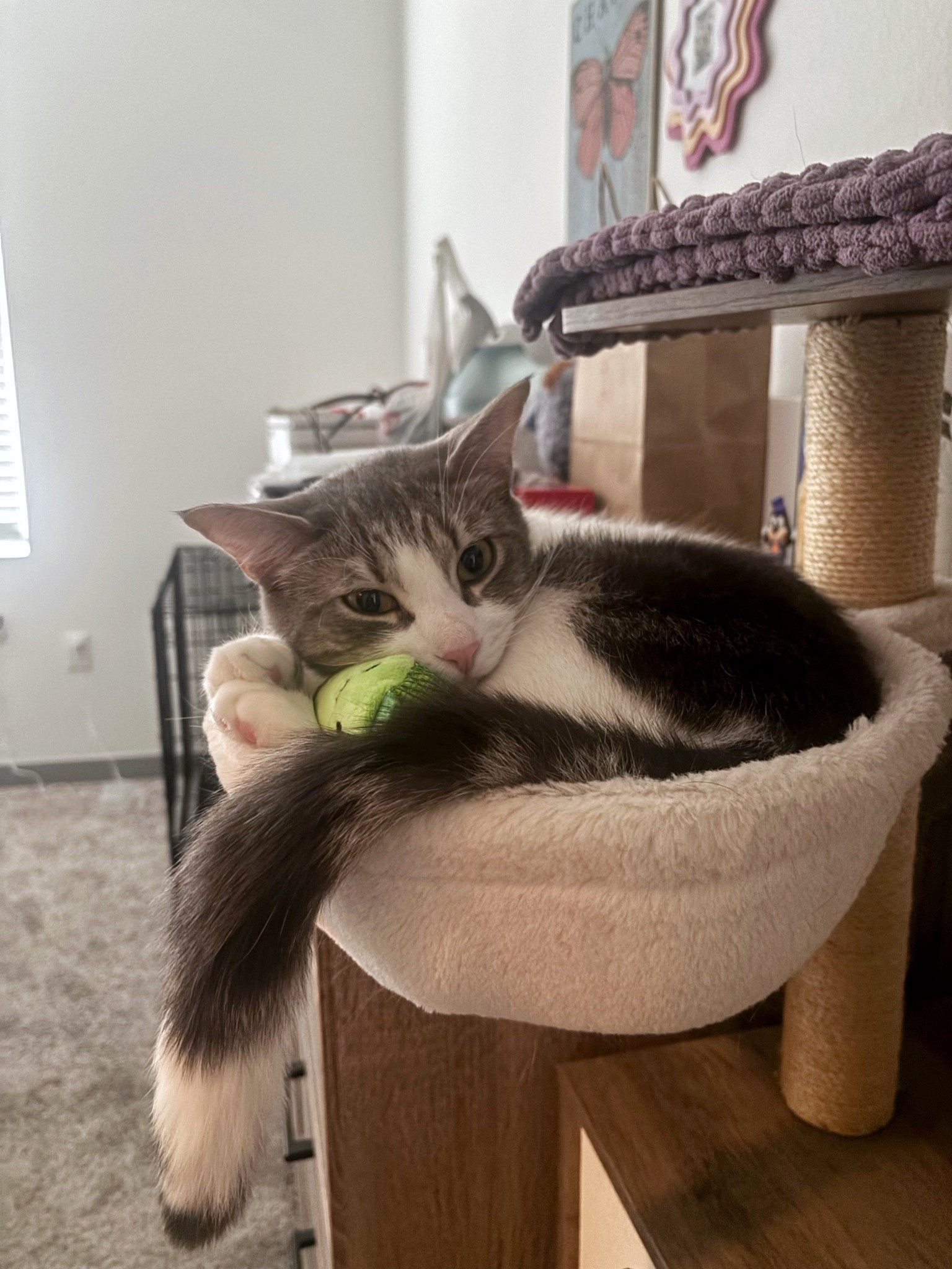 Ash’s favorite toy is Mr. Pickles 🥒 #LTKpets

#LTKGiftGuide #LTKdayinmylife #LTKFindsUnder50