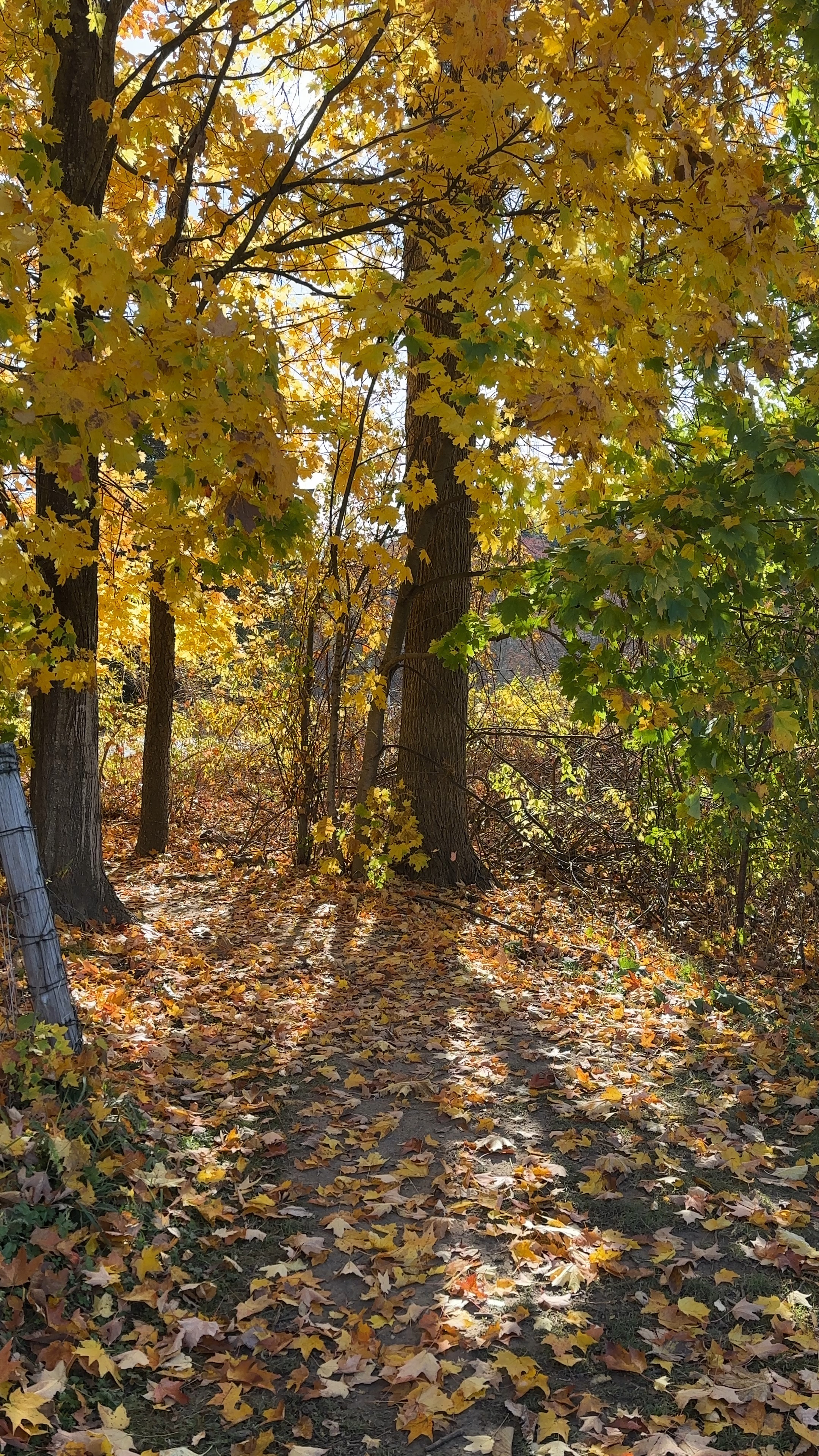 Fall is almost over but savoring every moment left until Thanksgiving.

#LTKHoliday #LTKSeasonal