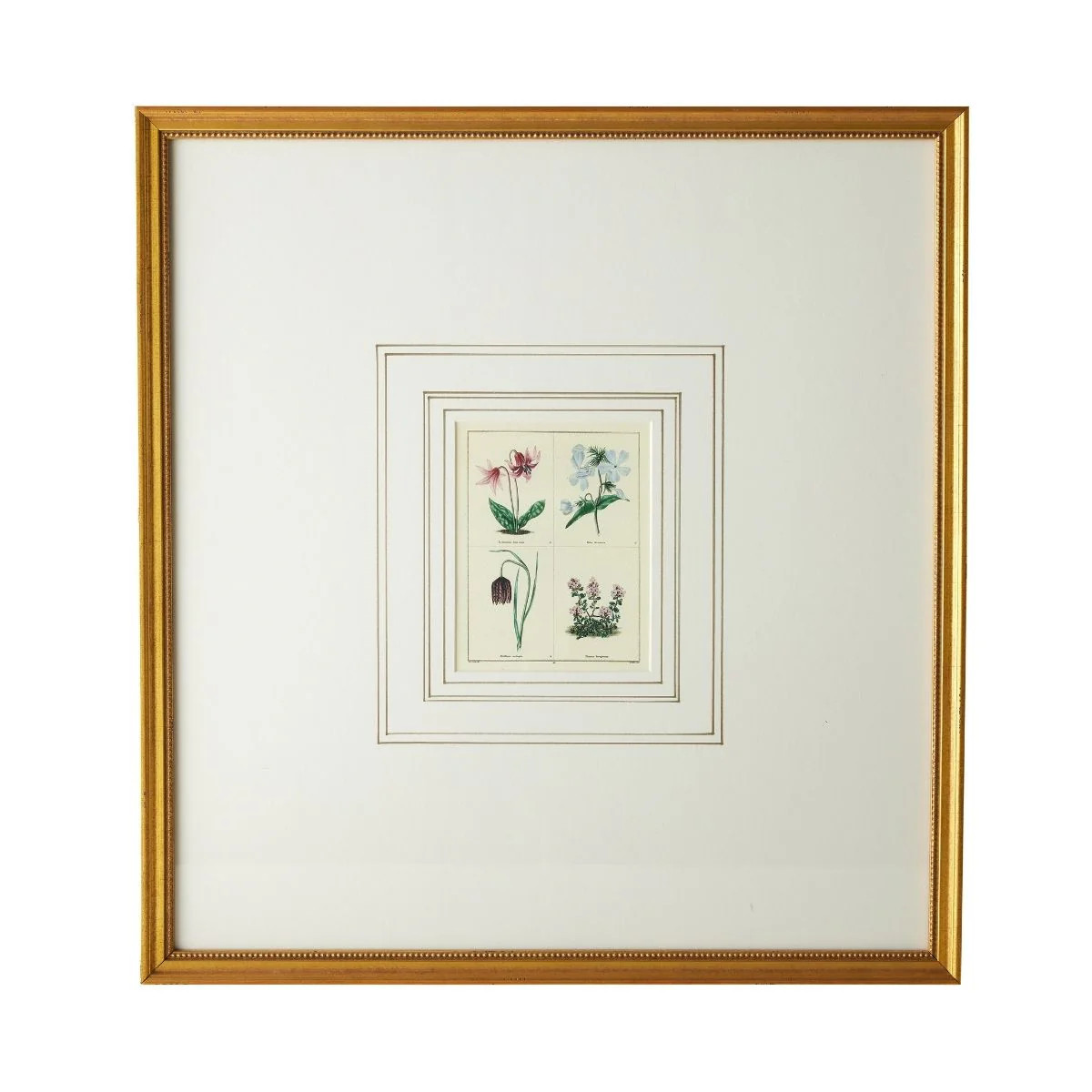 English Botanical Print I | Caitlin Wilson Design