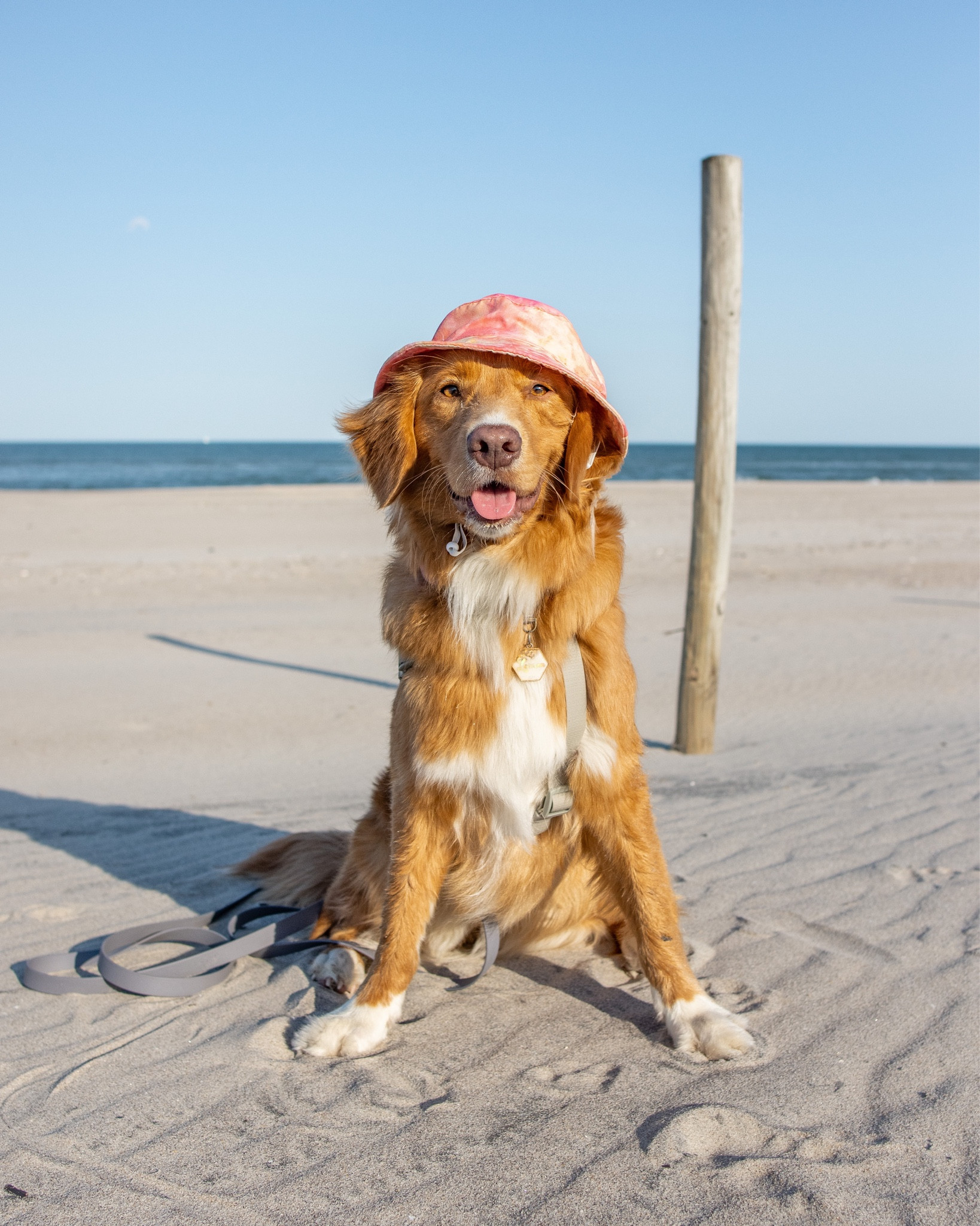 Lenny’s dog hat collection - summer bucket hat 

#LTKsalealert #LTKSale #LTKunder50
