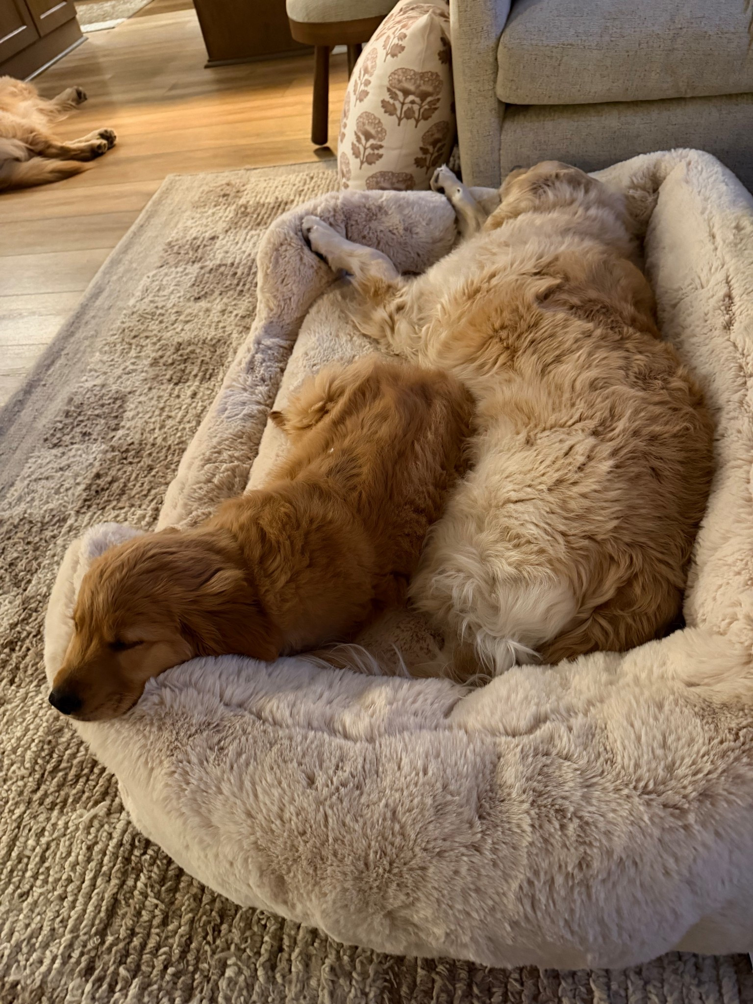 Our Lola pet bed — in a large 🤎 wait for a sale or use code HOLLEY35 to snag one! This & their blankets are worth every single penny!!! 

Dog mom / Kash Kollyns and Kaiser / pet staples / Holley Gabrielle 

#LTKHome #LTKSaleAlert