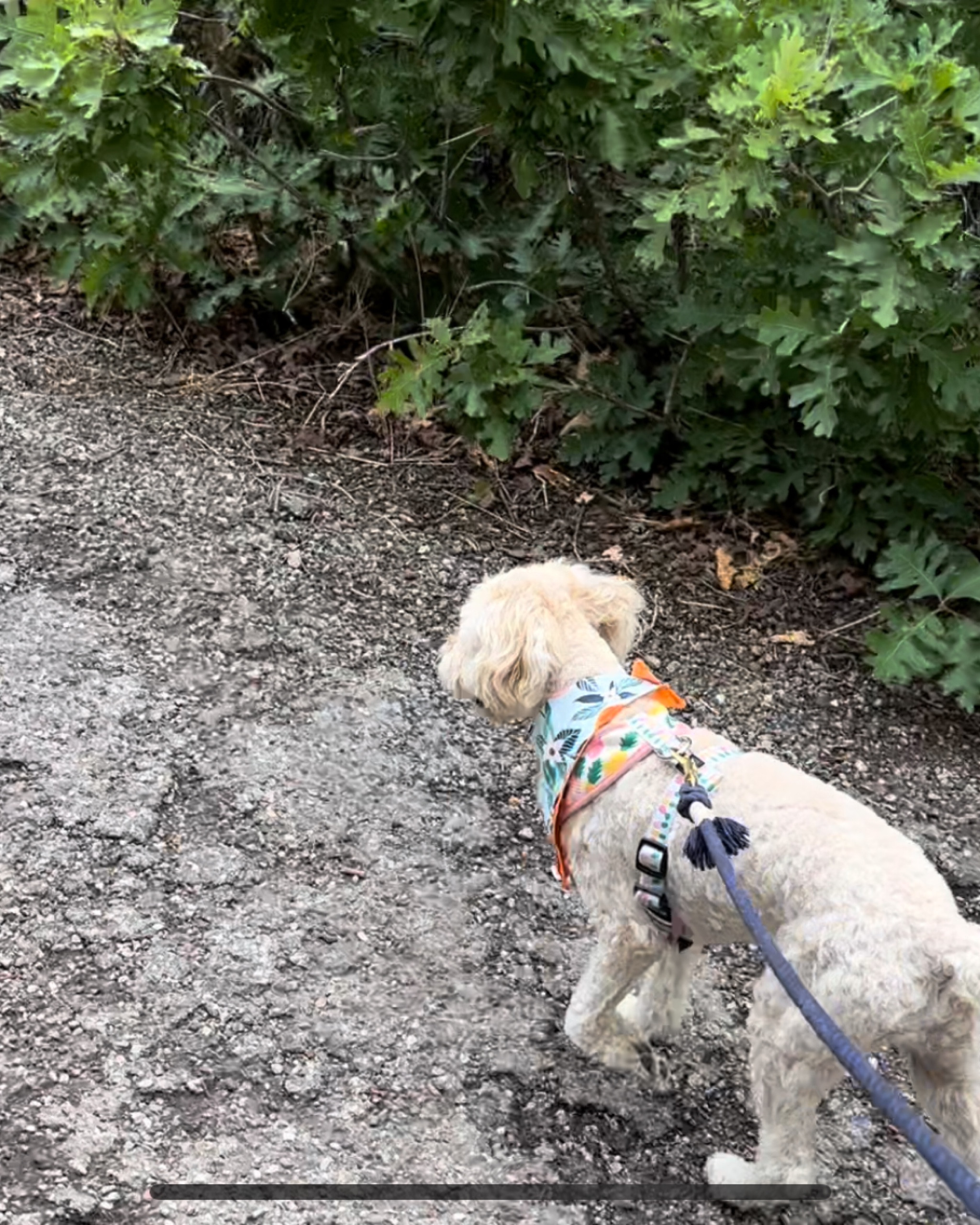 Bring Fido-Hike Rock Canyon Trailhead, Provo with your dog and don’t forget your hiking essentials 

#LTKfit #LTKSeasonal #LTKtravel