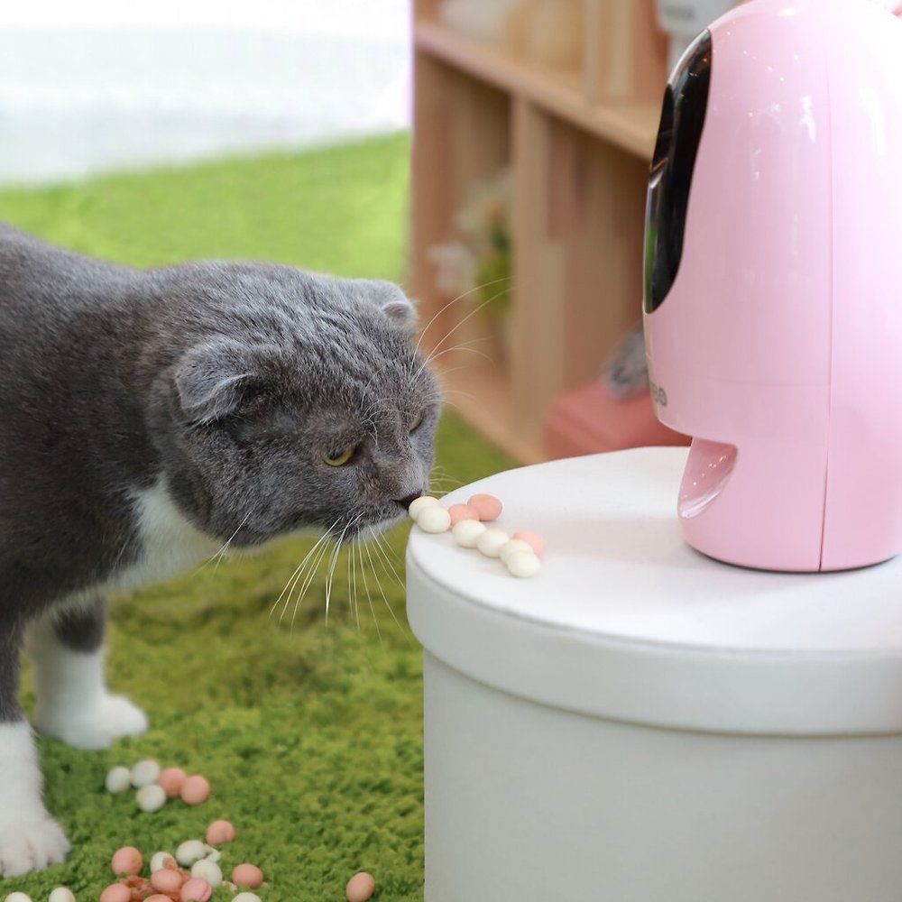 Pawbo Wi-Fi Interactive Pet Camera & Treat Dispenser, Pink | Chewy.com