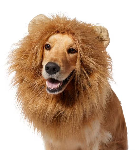 FRISCO Lion Mane Dog & Cat Costume, X-Large - Chewy.com | Chewy.com