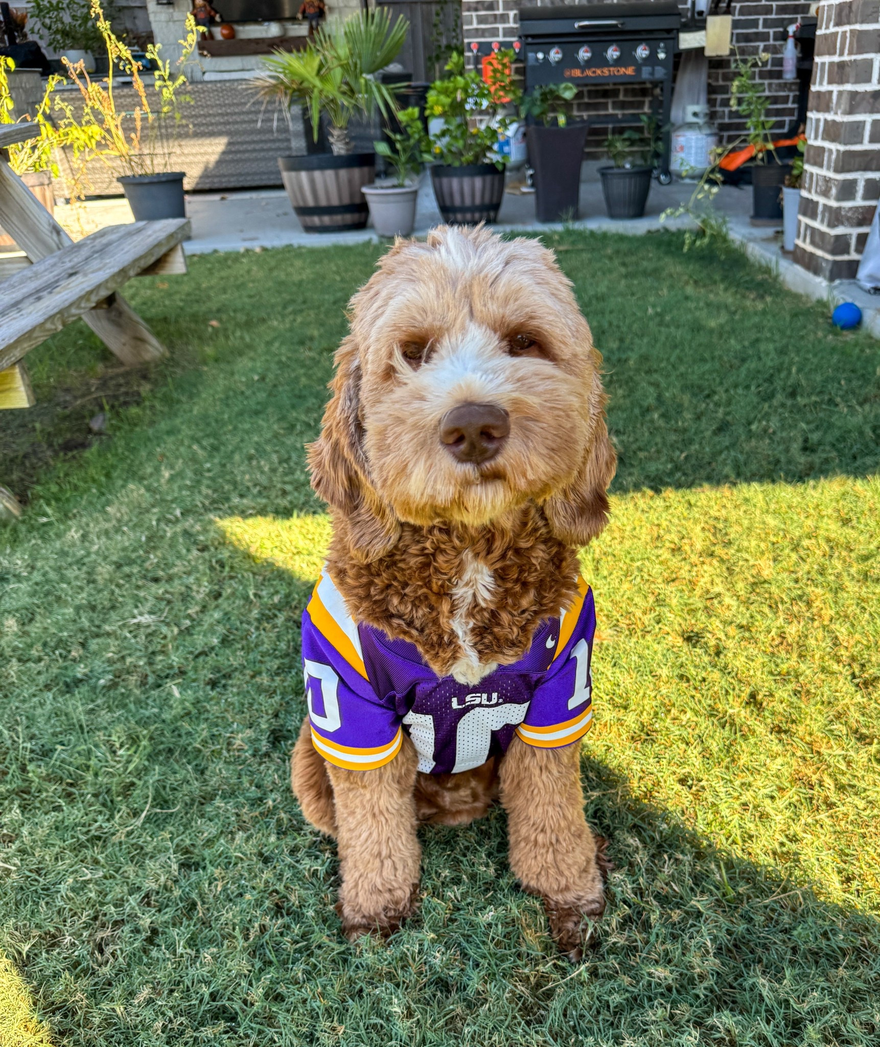 LSU got a big win on Saturday! Churro was rocking his jersey. #churro #dogs #jerseys #LSU 