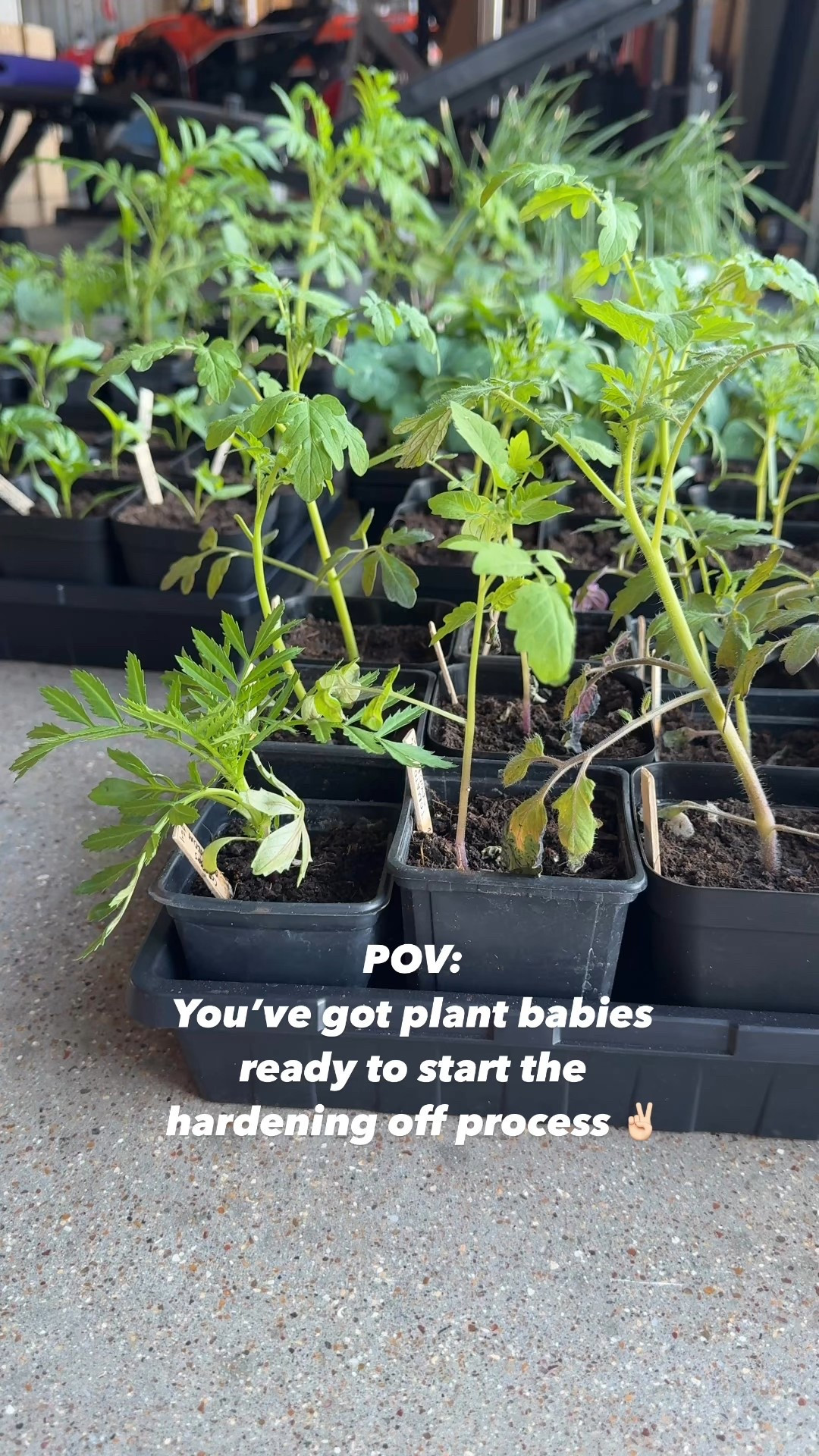 Shop my seed starting favs!! 

#LTKFindsUnder50 #LTKActive #LTKHome