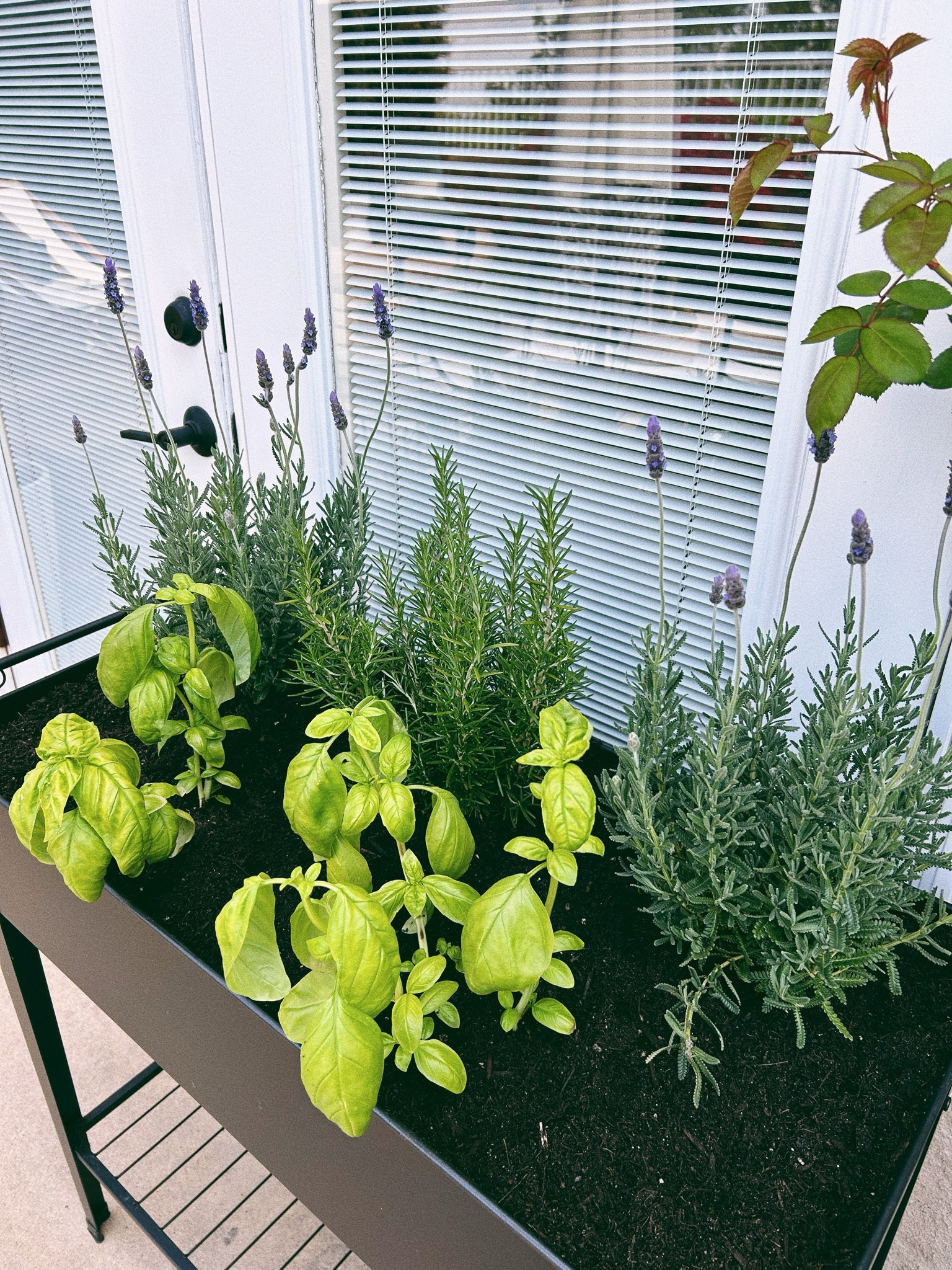 Perfect small space raised planter box with wheels!

#LTKHome