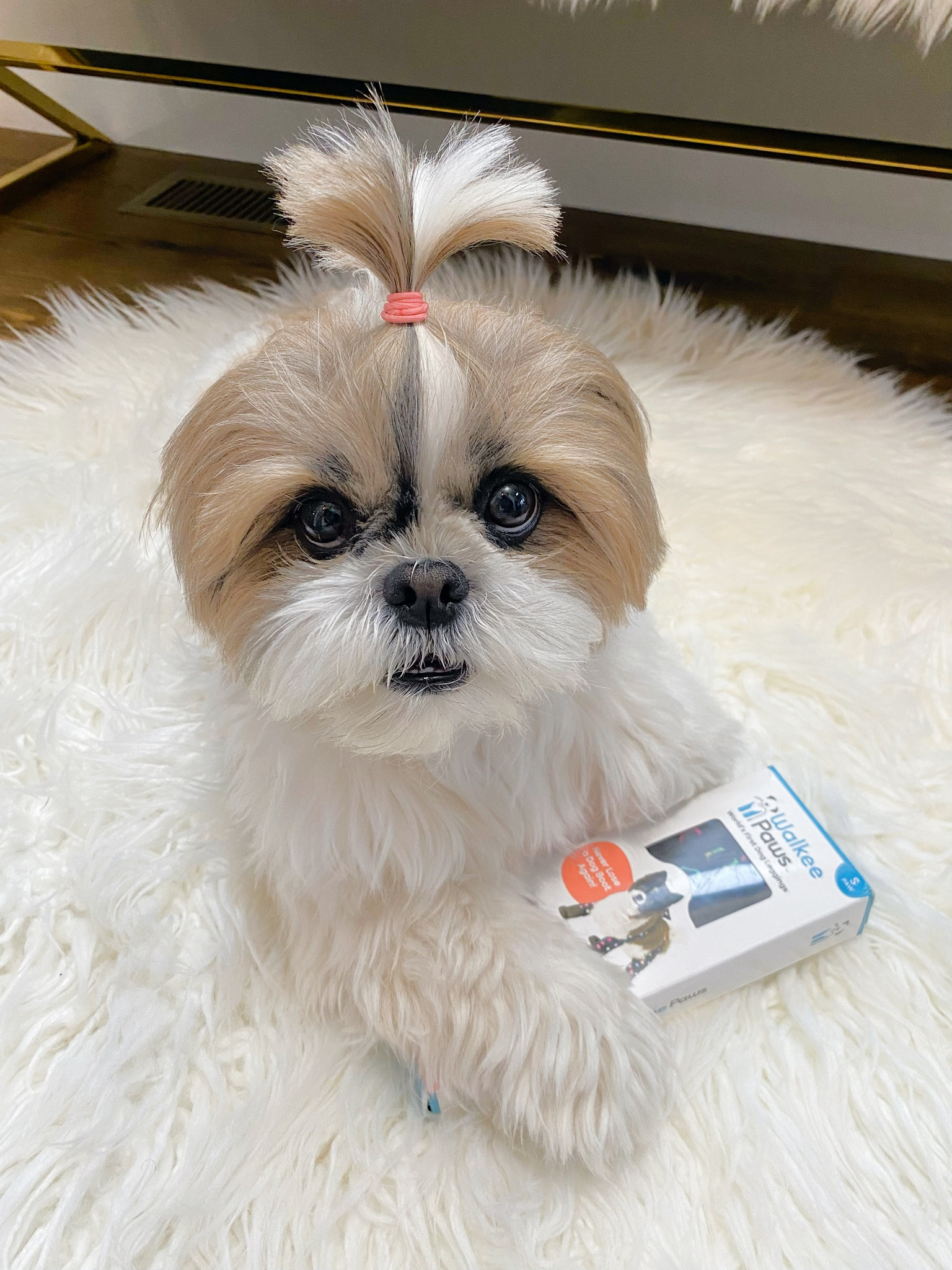 Walkee paws

#LTKbaby #LTKGiftGuide #LTKstyletip