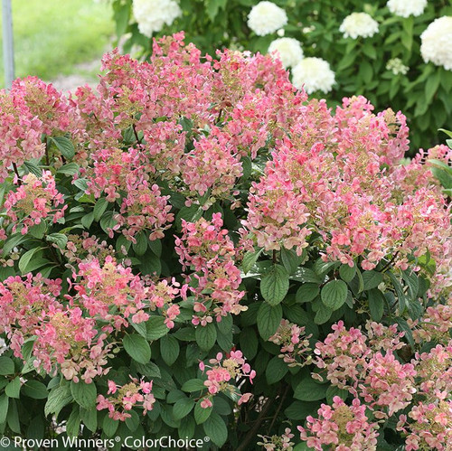 Little Quick Fire\u00ae Hydrangea | Plant Addicts