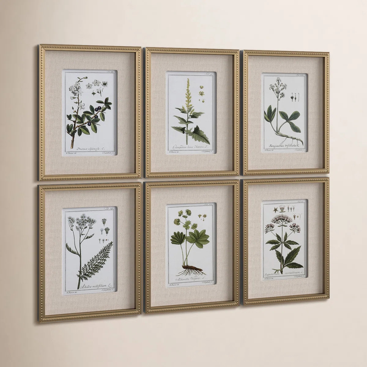 Three Posts™ "Green Floral Botanical Study" - 6 Piece Art Set & Reviews | Wayfair | Wayfair North America