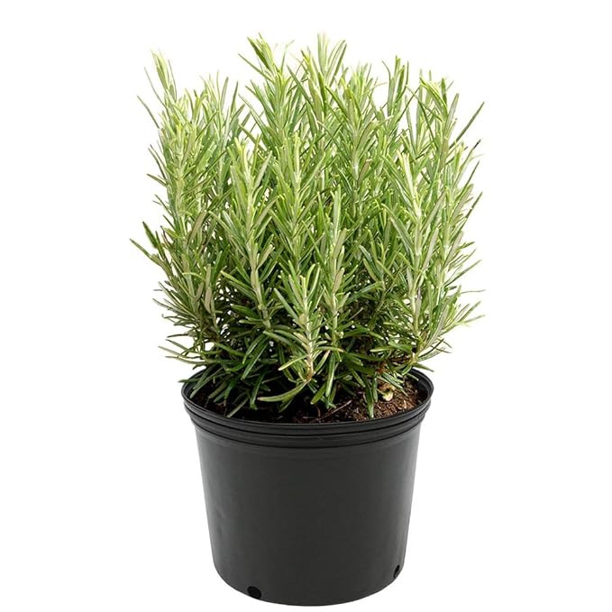 AMERICAN PLANT EXCHANGE Upright Rosemary Indoor/Outdoor Live Plant, 6" 1 Gallon, Fragrant Cooking... | Amazon (US)