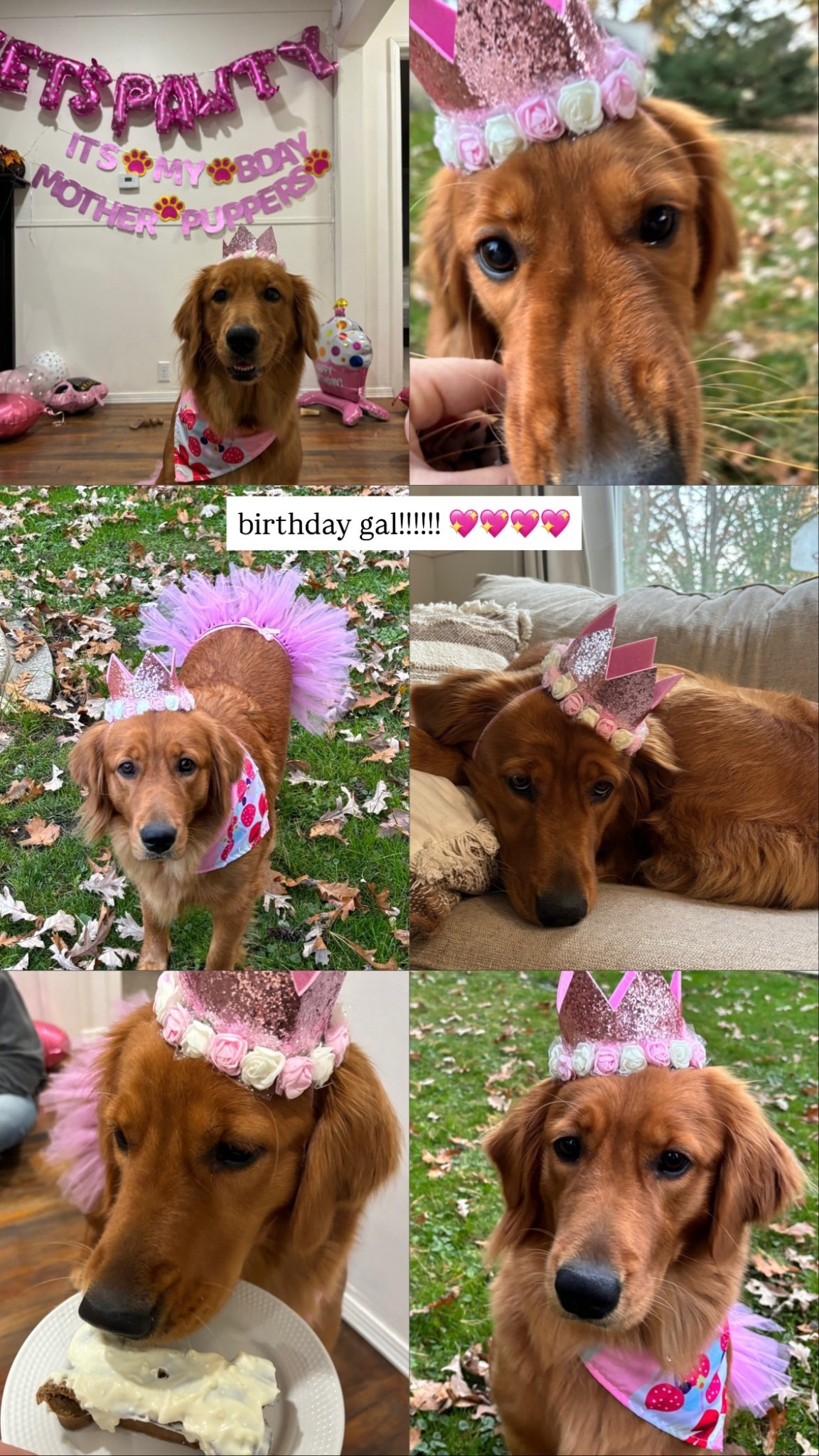 birthday gal!!!!!! 💖💖💖💖

#LTKPets #LTKGiftGuide #LTKBaby