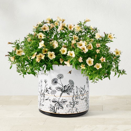 Honeycomb Ceramic Planter, Medium | Williams-Sonoma