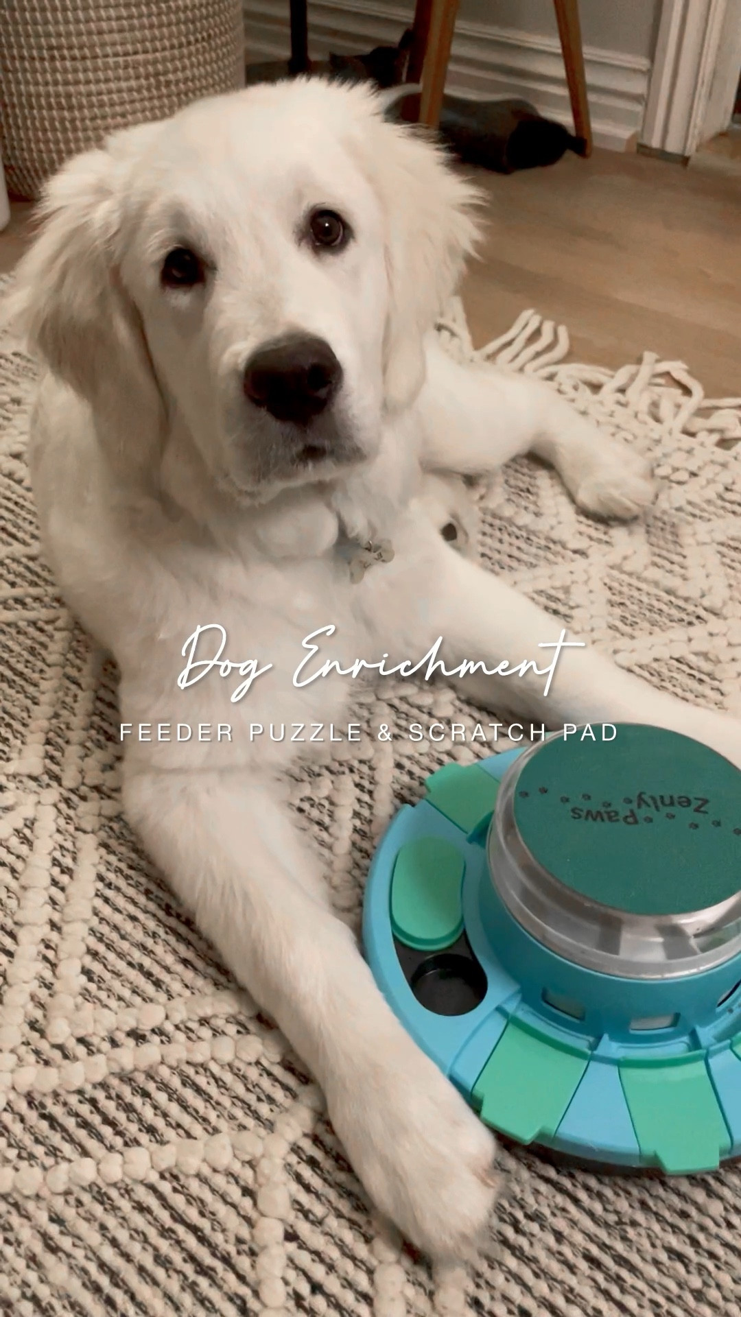 Our 4 month old golden LOVES this treat puzzle and not only does it keep him entertained but it helps to keep those razor sharp puppy nails filed down.

#LTKVideo #LTKfamily