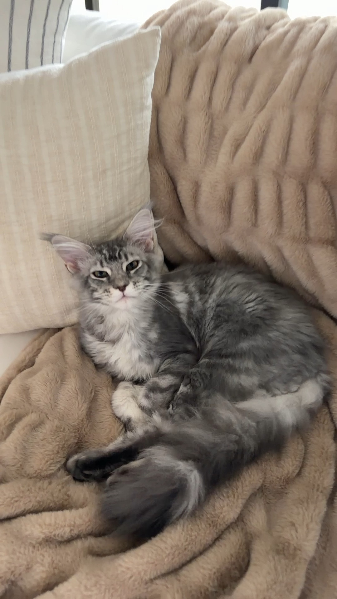 Kittys favorite blanket is 50% off code ASHLEE50

#LTKSaleAlert