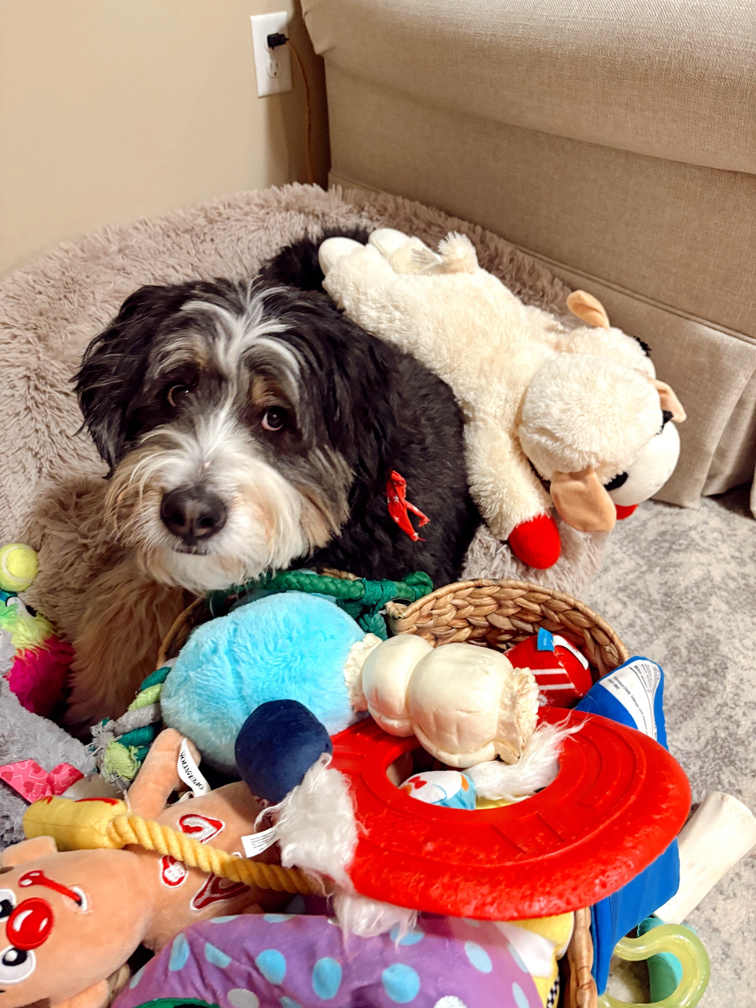 Spoiled? No way!



#LTKHome #LTKWatchNow #LTKFamily