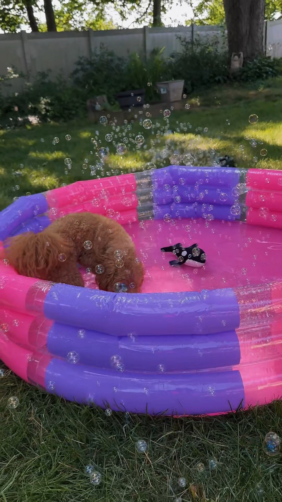 Throw your dog, a pool party this summer with an inflatable pool, dog, pool, toys, and bubble machine.

#LTKSeasonal #LTKFindsUnder50 #LTKPets