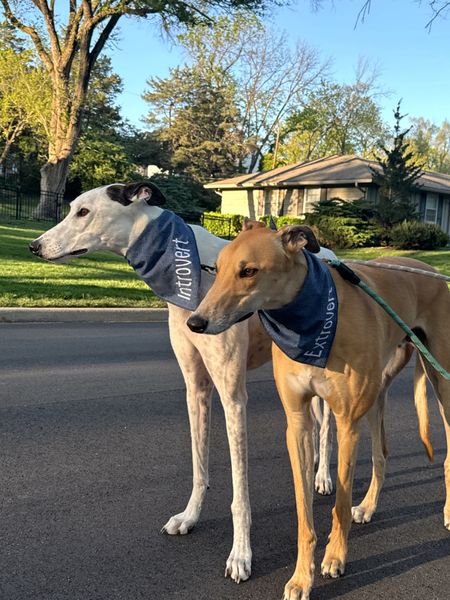 Custom embroidered dog bandannas from Etsy! Pet gifts, dog finds, dog accessories, dog mom