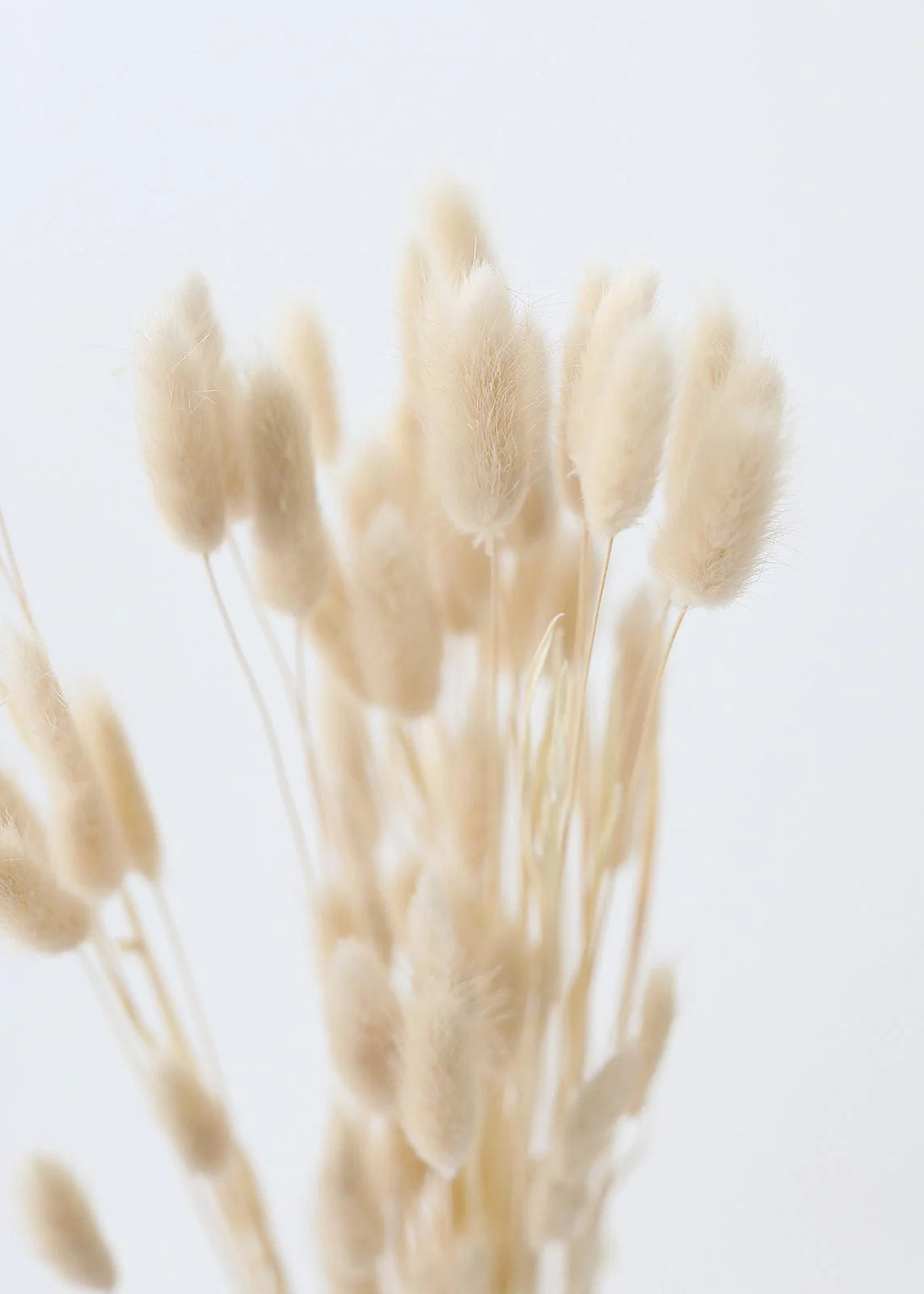 Natural Dried Bunny Tails | Dried Grasses in Neutrals | Afloral.com | Afloral