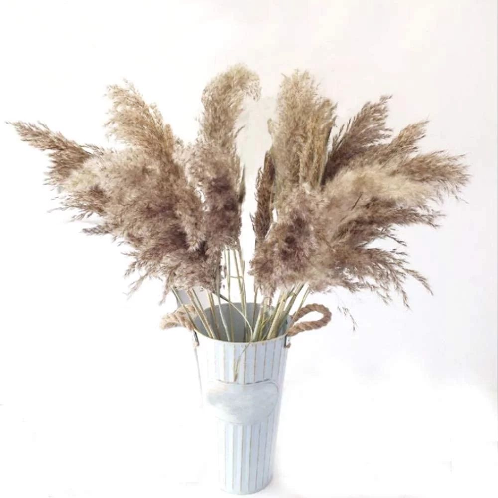 20 Pcs Dried Plants Pampas Grass Natural phragmites communis Wedding Flower Bunch raw Color - Wal... | Walmart (US)