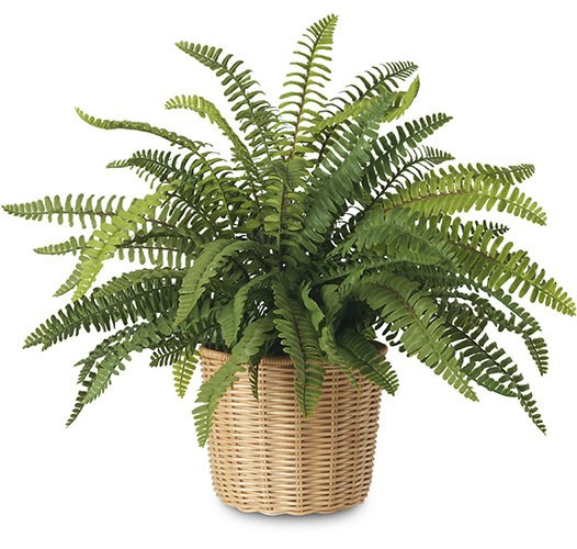 Boston Fern in Woven Wicker Cachepot - PRE-ORDER | Diane James Home | Diane James Home