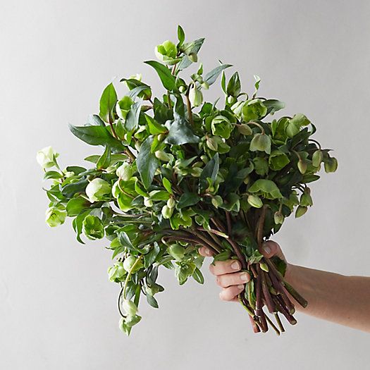 Fresh Hellebore Bouquet | Terrain