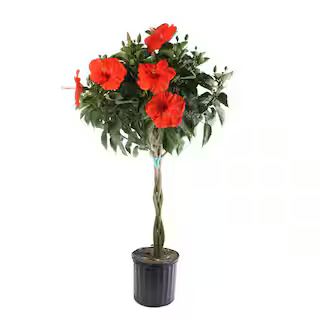 Grower's Choice Braided Hibiscus Tropical Plant in 2 Gal. Grower Pot, Avg. Shipping Height 3-4 ft... | The Home Depot